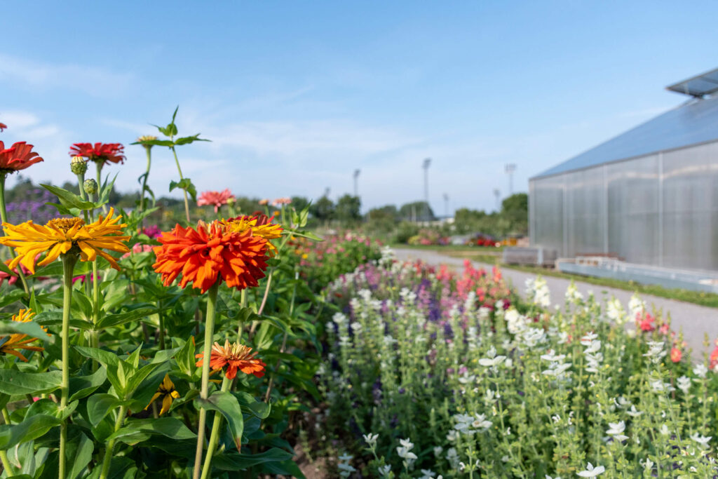 Rabatt full av olika typer av blommor